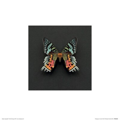 Alyson Fennell (Madagascan Sunset Moth) , 30 x 30cm , PPR48290