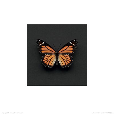 Alyson Fennell (Monarch Butterfly) , 30 x 30cm , PPR48293