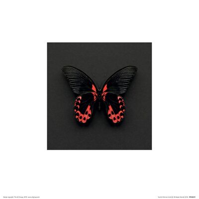 Alyson Fennell (Scarlet Mormon Butterfly) , 30 x 30cm , PPR48291