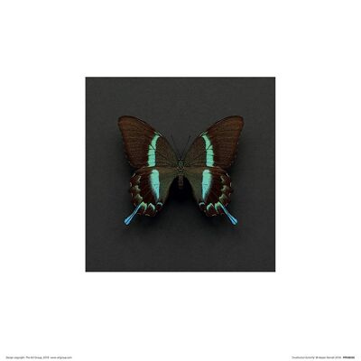 Alyson Fennell (Swallowtail Butterfly) , 30 x 30cm , PPR48286