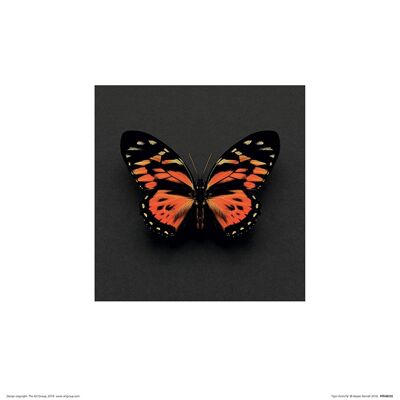 Alyson Fennell (Tiger Butterfly) , 30 x 30cm , PPR48292