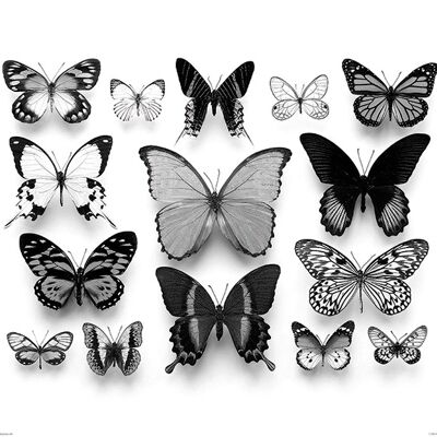 Alyson Fennell (Collection de Papillons) , 40 x 50cm , PPR43623