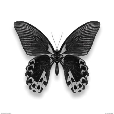 Alyson Fennell (Papillon I) , 60 x 60cm , PPR46228
