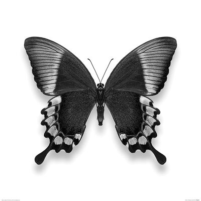 Alyson Fennell (Papillon II) , 60 x 60cm , PPR46229