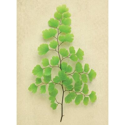 Alyson Fennell (Maidenhair Fern) , 30 x 40cm , PPR44770