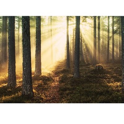 Andreas Stridsberg (Sunlight Through Trees) , 50 x 100cm , PPR41117