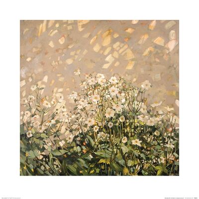 Anne-Marie Butlin (Morning Sun on Japanese Anemones) , 60 x 60cm , PPR46313