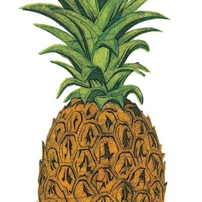Barry Goodman (Pineapple) , 50 x 100cm , PPR41101
