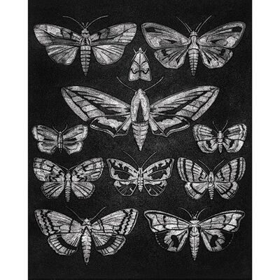 Barry Goodman (Eleven Moths) , 40 x 50cm , PPR43365