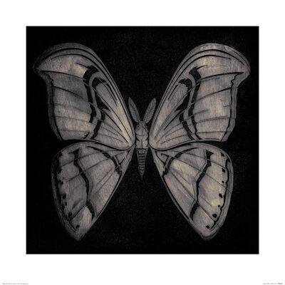 Barry Goodman (Moth) , 60 x 60cm , PPR46059
