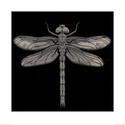 Barry Goodman (Dragonfly) , 60 x 60cm , PPR46060