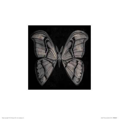 Barry Goodman (Moth) , 30 x 30cm , PPR48145