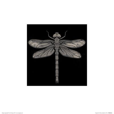Barry Goodman (Dragonfly) , 30 x 30cm , PPR48146