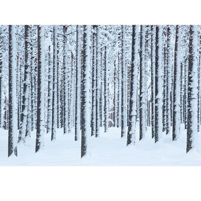 David Clapp (Frosted Trees, Finland) , 60 x 80cm , PPR40709