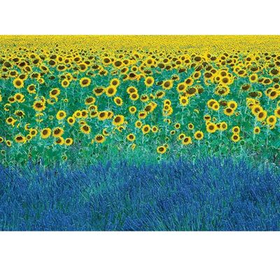 David Clapp (Sunflowers in Provence, France) , 60 x 80cm , PPR40715