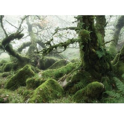 David Clapp (Wistman's Wood, Dartmoor) , 50 x 100cm , PPR41088