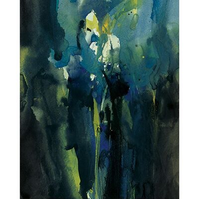 David Ross (Iris) , 40 x 50cm , PPR43373