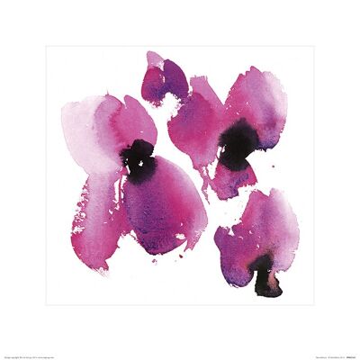 David Ross (Paeoniflorum) , 40 x 40cm , PPR45543