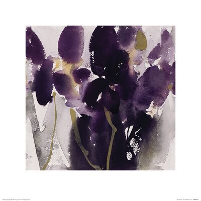 David Ross (Siberian Iris) , 40 x 40cm , PPR45553