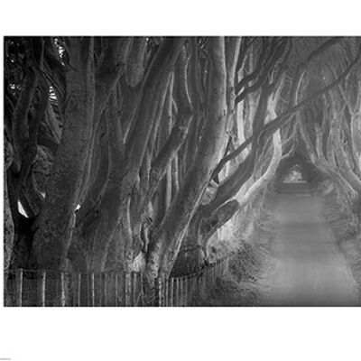 Dennis Frates (Beech Tree Lane) , 50 x 100cm , PPR41204