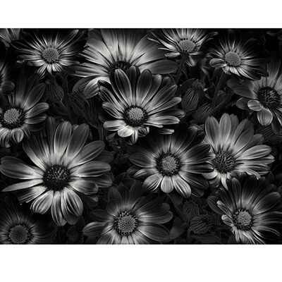 Dennis Frates (Perfect Flowers) , 60 x 80cm , PPR51167