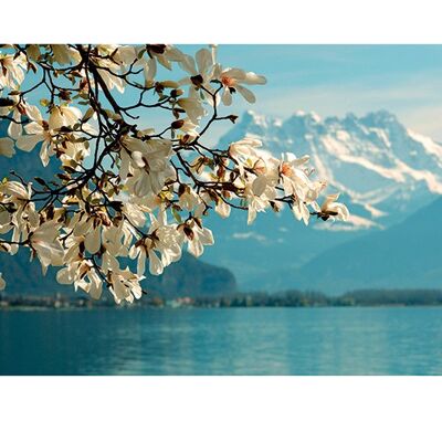 Guenter Fischer (Blossoming Magnolia, Lake Geneva, Switzerland) , 50 x 70cm , PPR47064