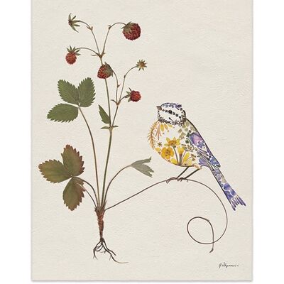 Helen Ahpornsiri (Wild Strawberries) , 40 x 50cm , PPR43727