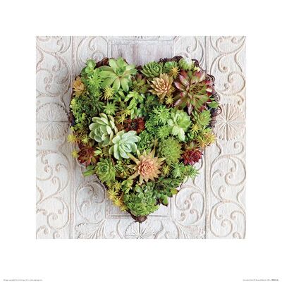 Howard Shooter (Succulent Heart) , 40 x 40cm , PPR45536