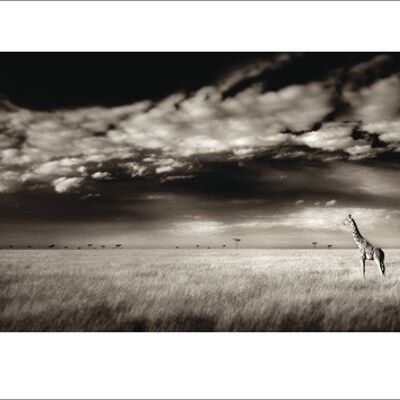 Ian Cumming (Masai Mara Giraffe) , 50 x 100cm , 44727