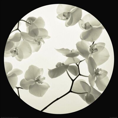 Ian Winstanley (Orchid I) , 60 x 60cm , 42575