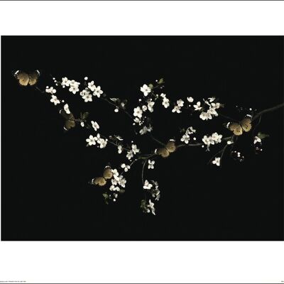 Ian Winstanley (Blossom & Butterflies) , 40 x 50cm , 44729