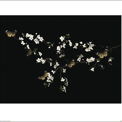 Ian Winstanley (Blossom & Butterflies) , 40 x 50cm , 44729