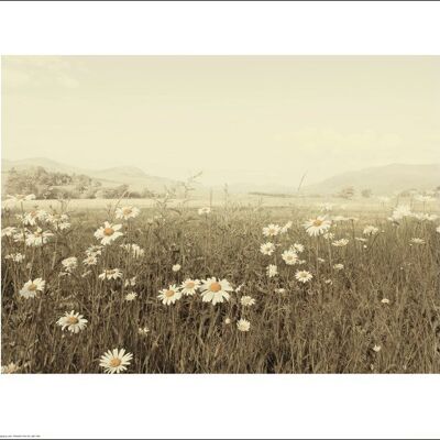 Ian Winstanley (Field of Daisies) , 40 x 50cm , 44739