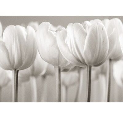 Ian Winstanley (White Tulips) , 50 x 100cm , 45197