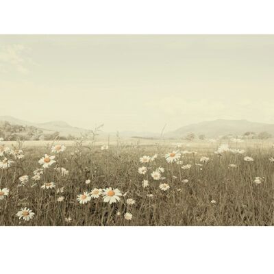 Ian Winstanley (Field of Daisies) , 60 x 80cm , 45383