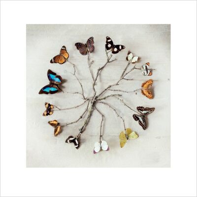 Ian Winstanley (Butterfly Harmony) , 40 x 40cm , 45410