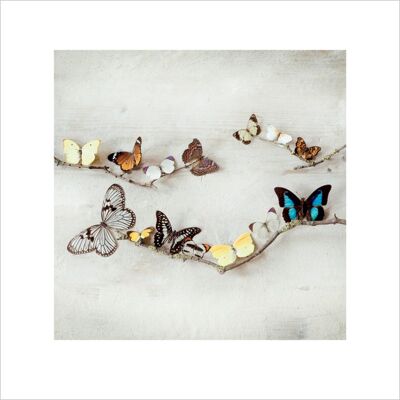 Ian Winstanley (Array of Butterflies) , 40 x 40cm , 45411