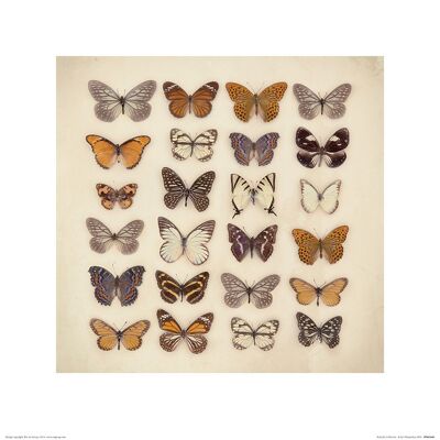 Ian Winstanley (Butterfly Collection) , 40 x 40cm , PPR45488