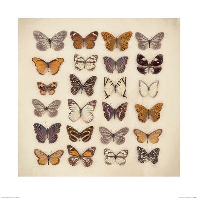 Ian Winstanley (Butterfly Collection) , 60 x 60cm , PPR46051