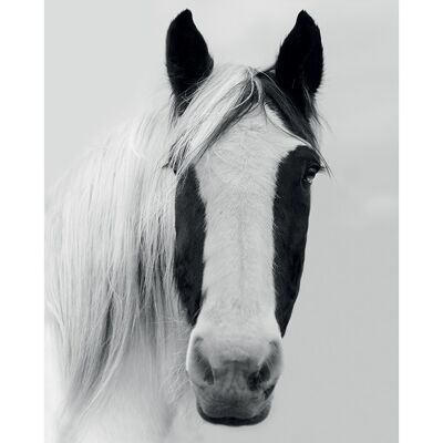 Ian Winstanley (Nordic Horse I) , 40 x 50cm , PPR43835