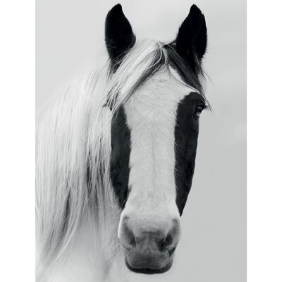 Ian Winstanley (Nordic Horse I) , 60 x 80cm , PPR51388