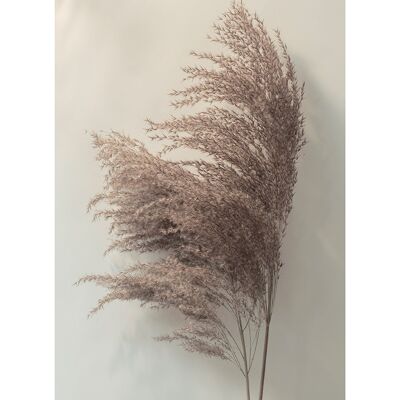 Ian Winstanley (Pampus Grass II) , 30 x 40cm , PPR54007