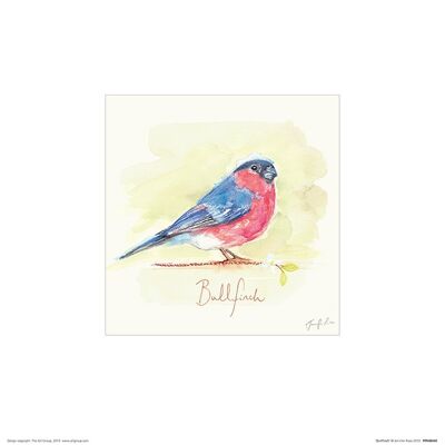 Jennifer Rose (Bullfinch) , 30 x 30cm , PPR48440