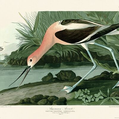 John James Audubon (American Avocet) , 30 x 40cm , PPR44991