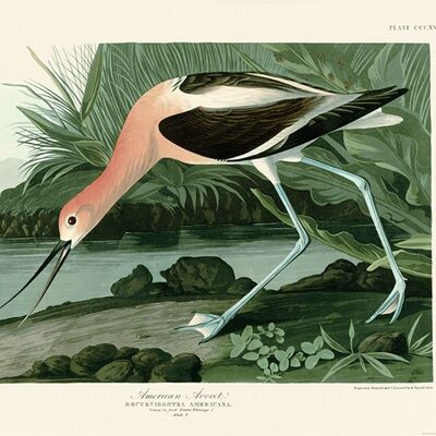 John James Audubon (American Avocet) , 60 x 80cm , PPR51394