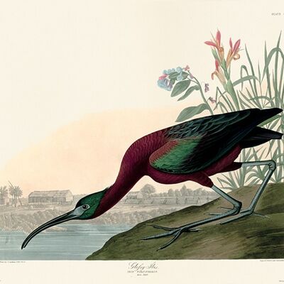 John James Audubon (Glossy Ibis) , 30 x 40cm , PPR44993