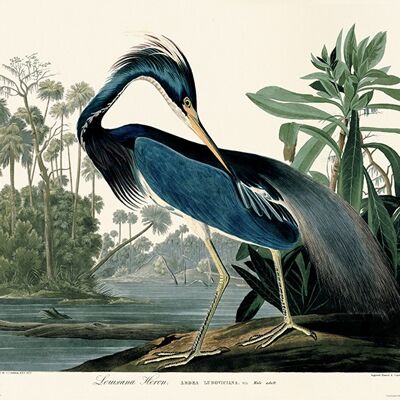 John James Audubon (Louisiana Heron) , 30 x 40cm , PPR44990