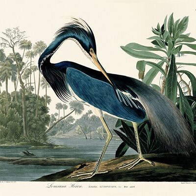 John James Audubon (Louisiana Heron) , 60 x 80cm , PPR51393