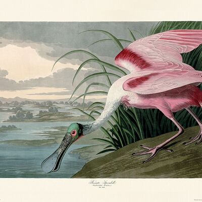John James Audubon (Roseate Spoonbill) , 30 x 40cm , PPR44992