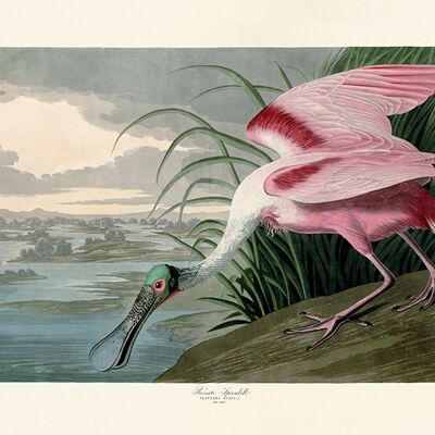 John James Audubon (Roseate Spoonbill) , 60 x 80cm , PPR51395